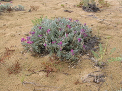 Oxytropis lanata