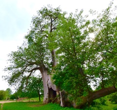 Adansonia digitata image