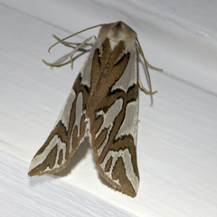 Thalaina inscripta