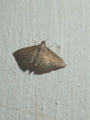 Herpetogramma phaeopteralis