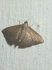Herpetogramma phaeopteralis