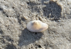 Macoploma extenuata