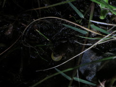 Pseudopaludicola falcipes