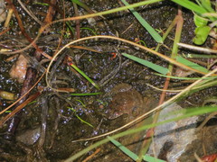 Pseudopaludicola falcipes