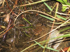 Pseudopaludicola falcipes