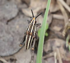 Dictyophorus griseus