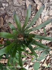 Lygodium japonicum