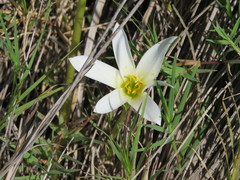 Zephyranthes mesochloa