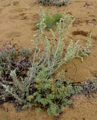 Artemisia ledebouriana