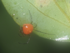 Theridion quadratum