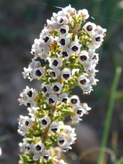 Erica setacea