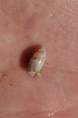 Olivella pusilla