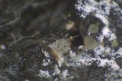 Ascobolus hawaiiensis
