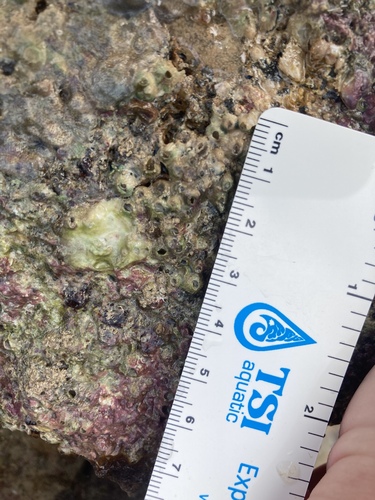 Amphibalanus amphitrite observed 2021-02-28