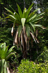 Brocchinia micrantha