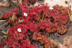 Drosera kaieteurensis