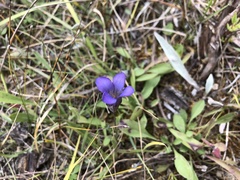 Gentianopsis macounii