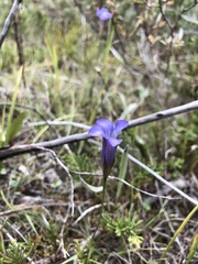 Gentianopsis macounii