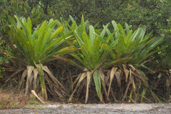 Brocchinia micrantha