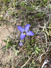 Gentianopsis macounii