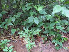 Piper tuberculatum