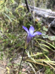 Gentianopsis macounii