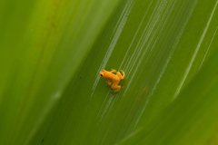 Anomaloglossus beebei