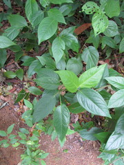 Piper tuberculatum