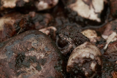 Leptodactylus rugosus