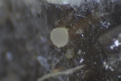 Ascobolus hawaiiensis