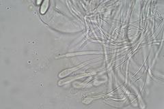 Ascobolus hawaiiensis