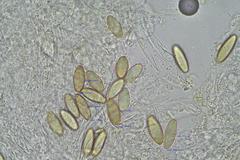 Ascobolus hawaiiensis