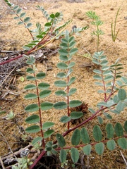 Astragalus sericeocanus