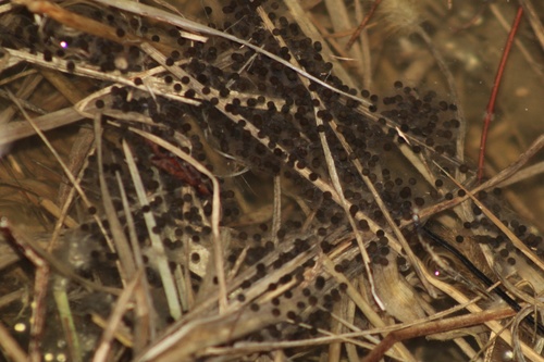 Eastern Spadefoot