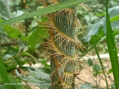 Plectocomia elongata
