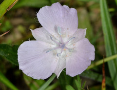 Calochortus uniflorus