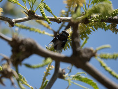 Copestylum mexicanum