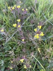 Triphysaria eriantha