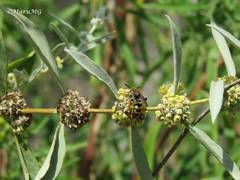 Xanthocampsomeris completa