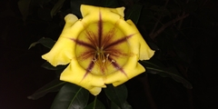 Solandra