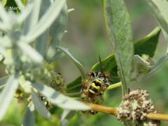 Xanthocampsomeris completa