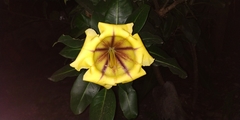 Solandra