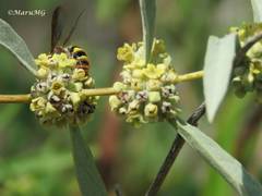 Xanthocampsomeris completa