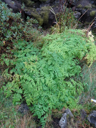 štitarke (Apiaceae)