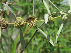 Xanthocampsomeris completa