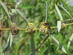 Xanthocampsomeris completa