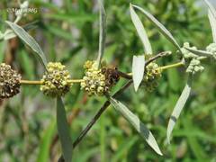 Xanthocampsomeris completa