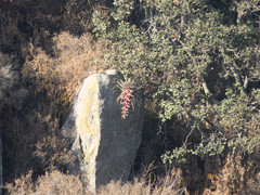 Tillandsia bourgaei