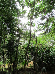 Croton gossypiifolius
