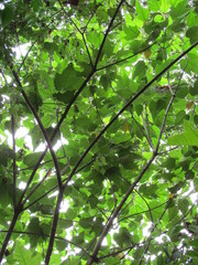 Croton gossypiifolius